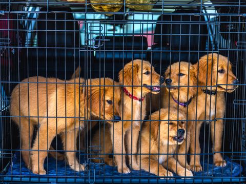Where NOT to Buy Puppies