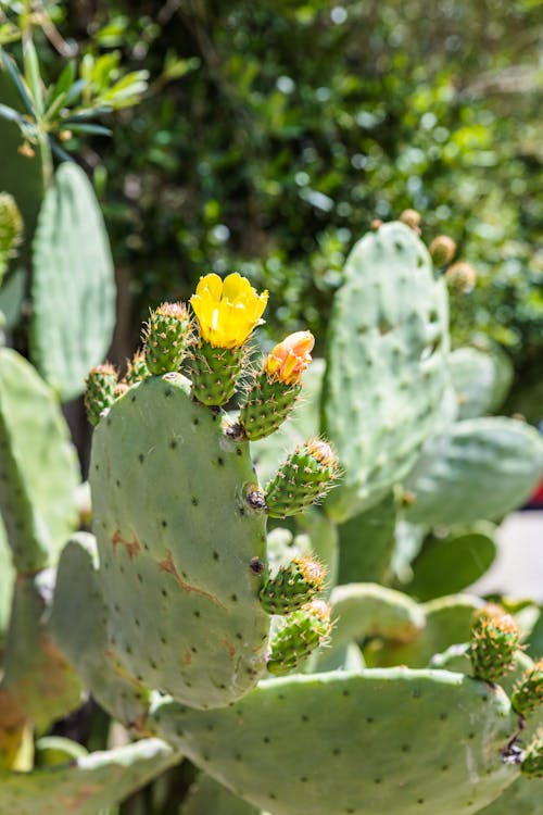 Yellow Flower on Cactus