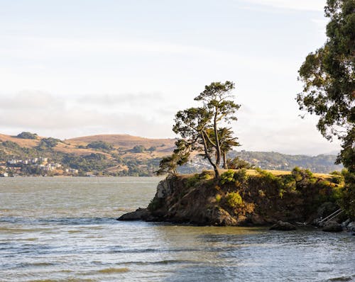 Trees on Low Cliff by Lake