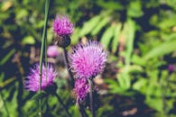 在柔和的阳光下，充满活力的紫色野花盛开，凸显了精致的花瓣