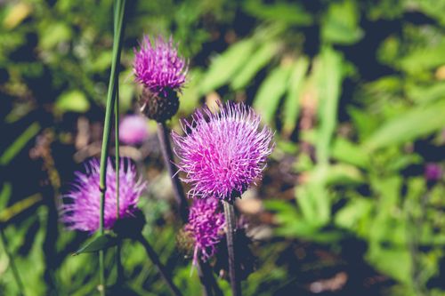Free Vibrant purple wildflowers in full bloom with soft sunlight, highlighting their delicate petals. Stock Photo
