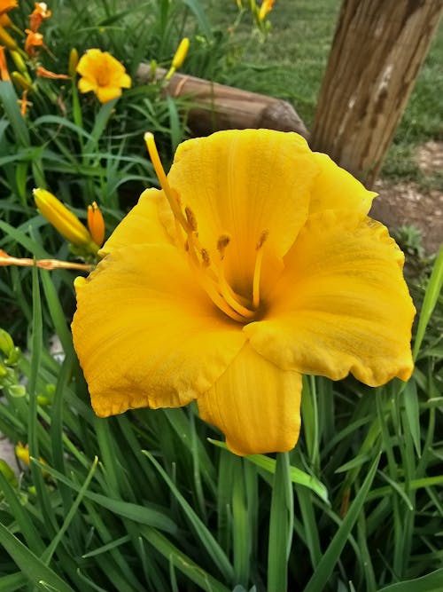 Free stock photo of beautiful flower, beautiful flowers, yellow flower Stock Photo