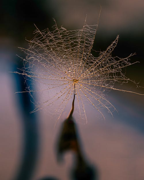 Cobweb in Dew