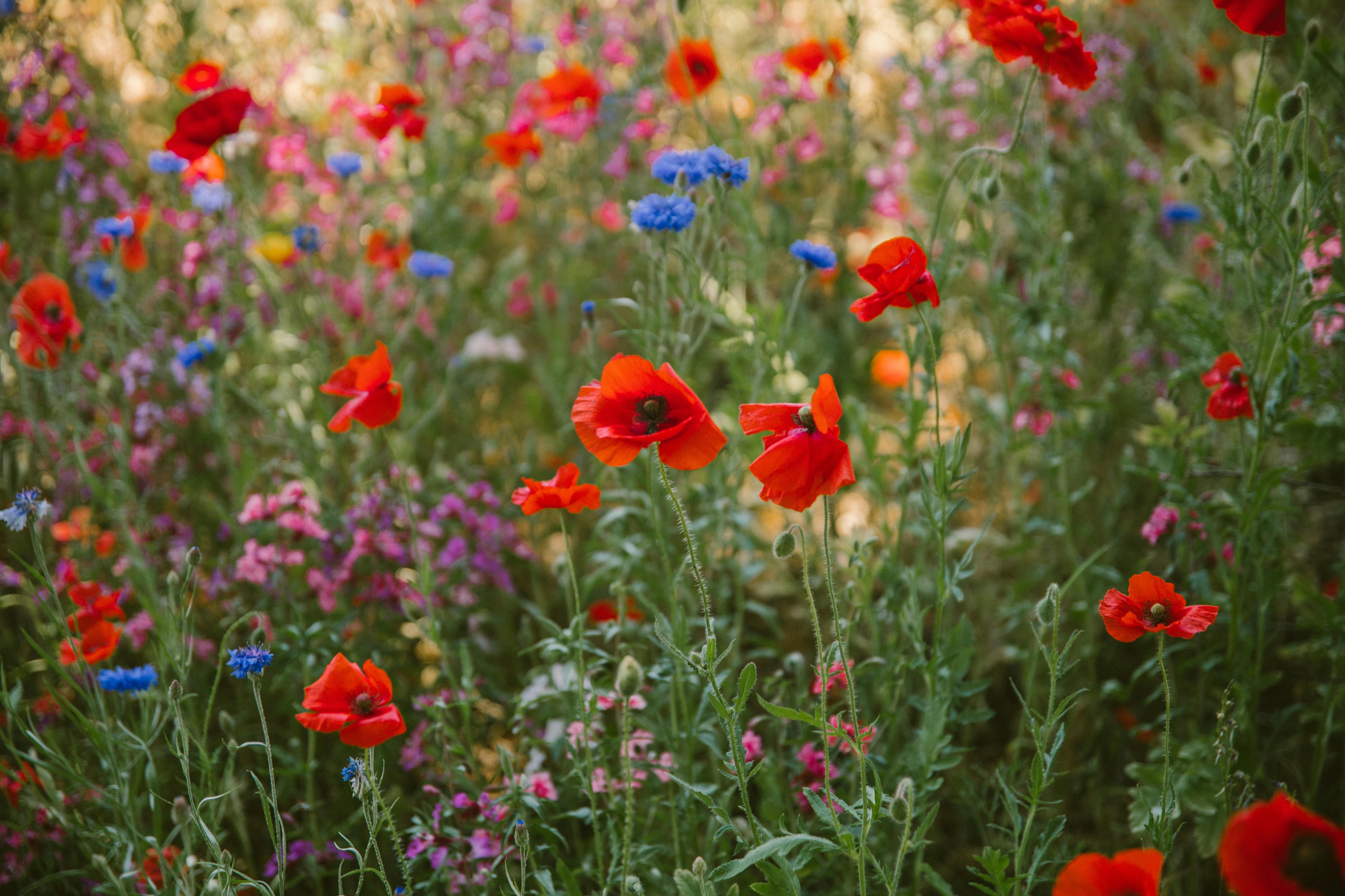 A colorful meadow of red poppies and wildflowers, captured in a natural setting.