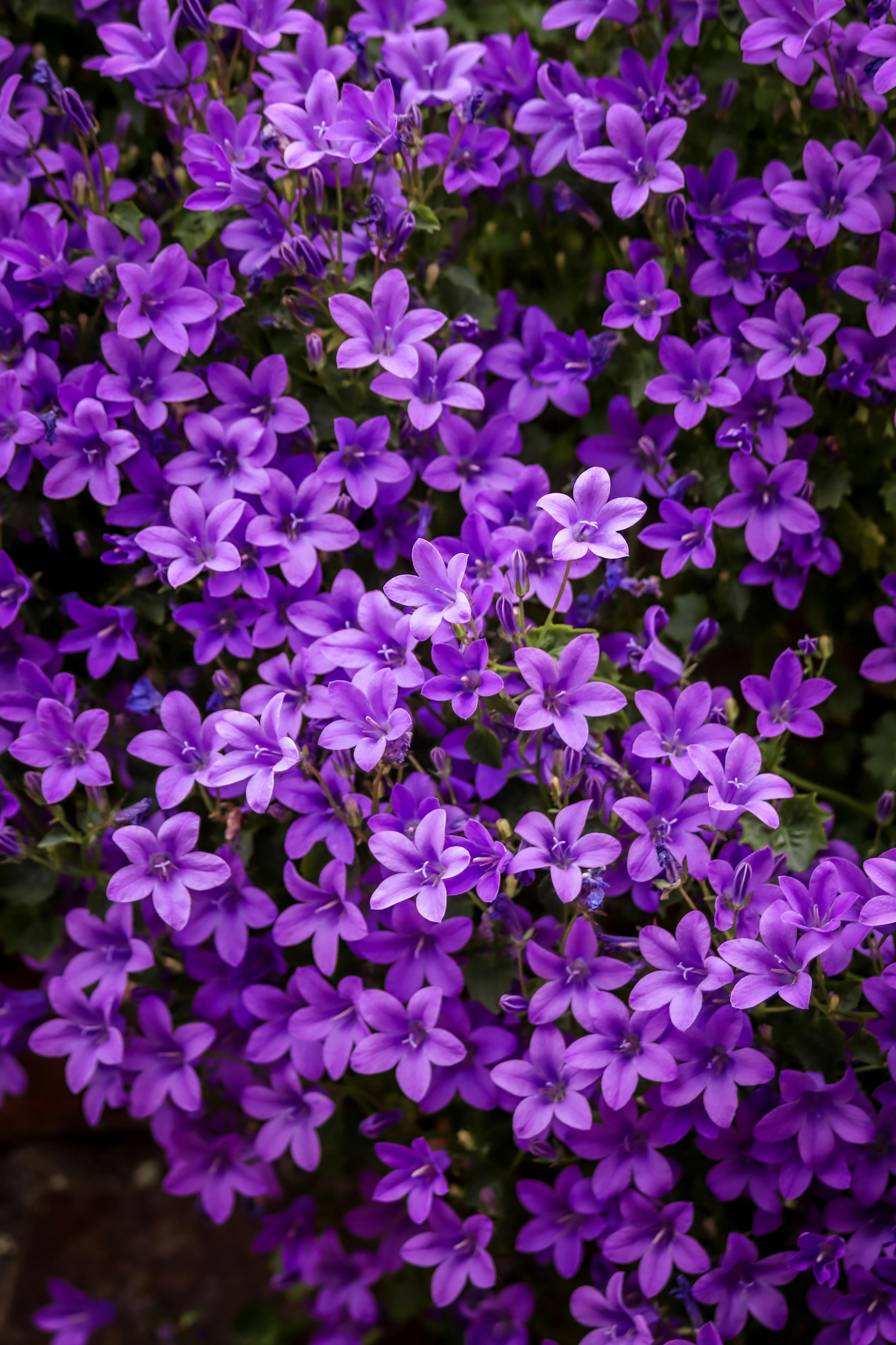 [ColoSach]-a-stunning-display-of-purple-campanula-flowers-in-full-bloom-captures-nature's-beauty.