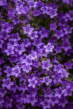 balloon flower bellflower violet