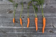 Free stock photo of carrots, food, food photography