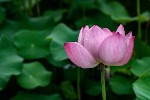 Pink Lotus Flower Petals Opening