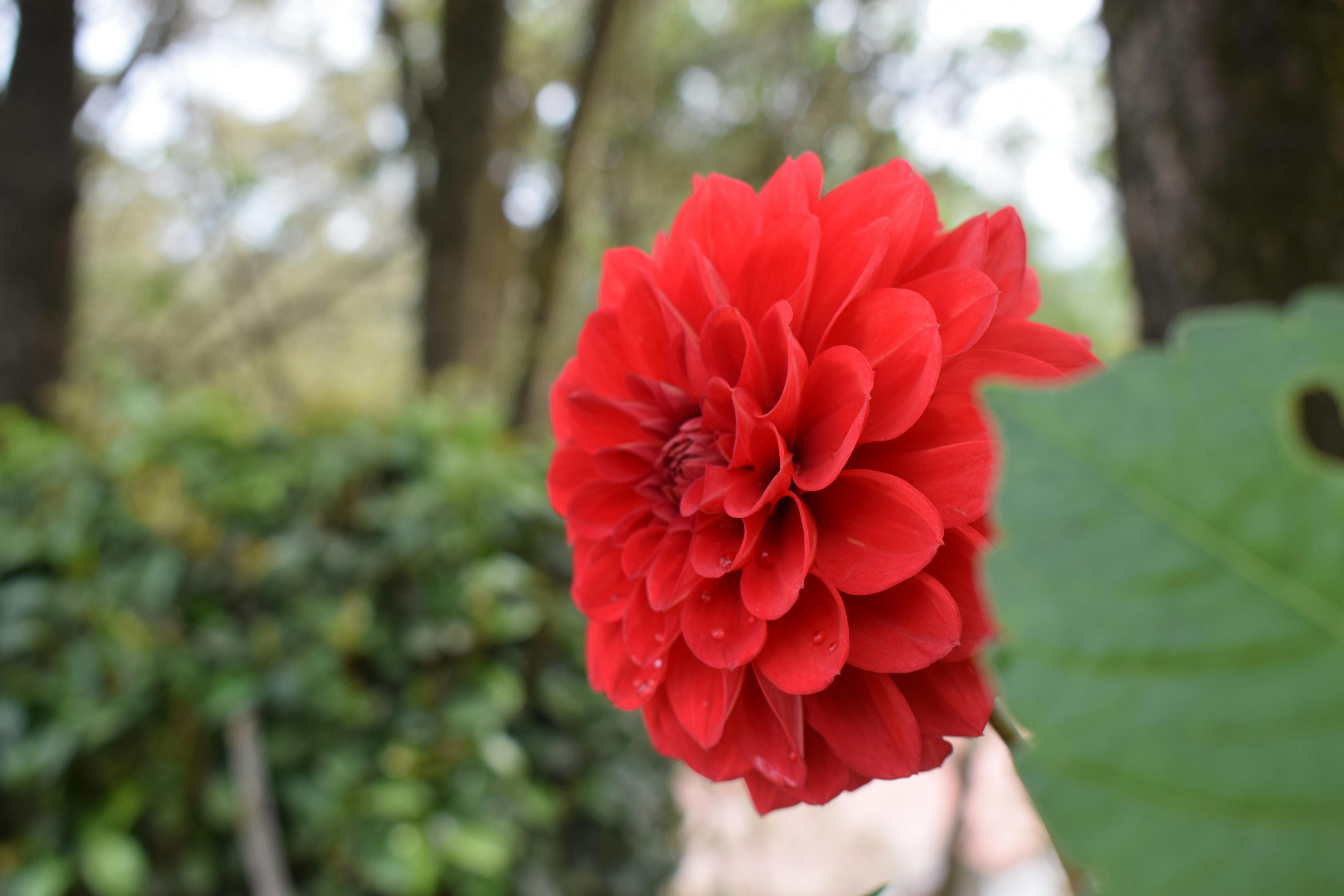 free stock photo of