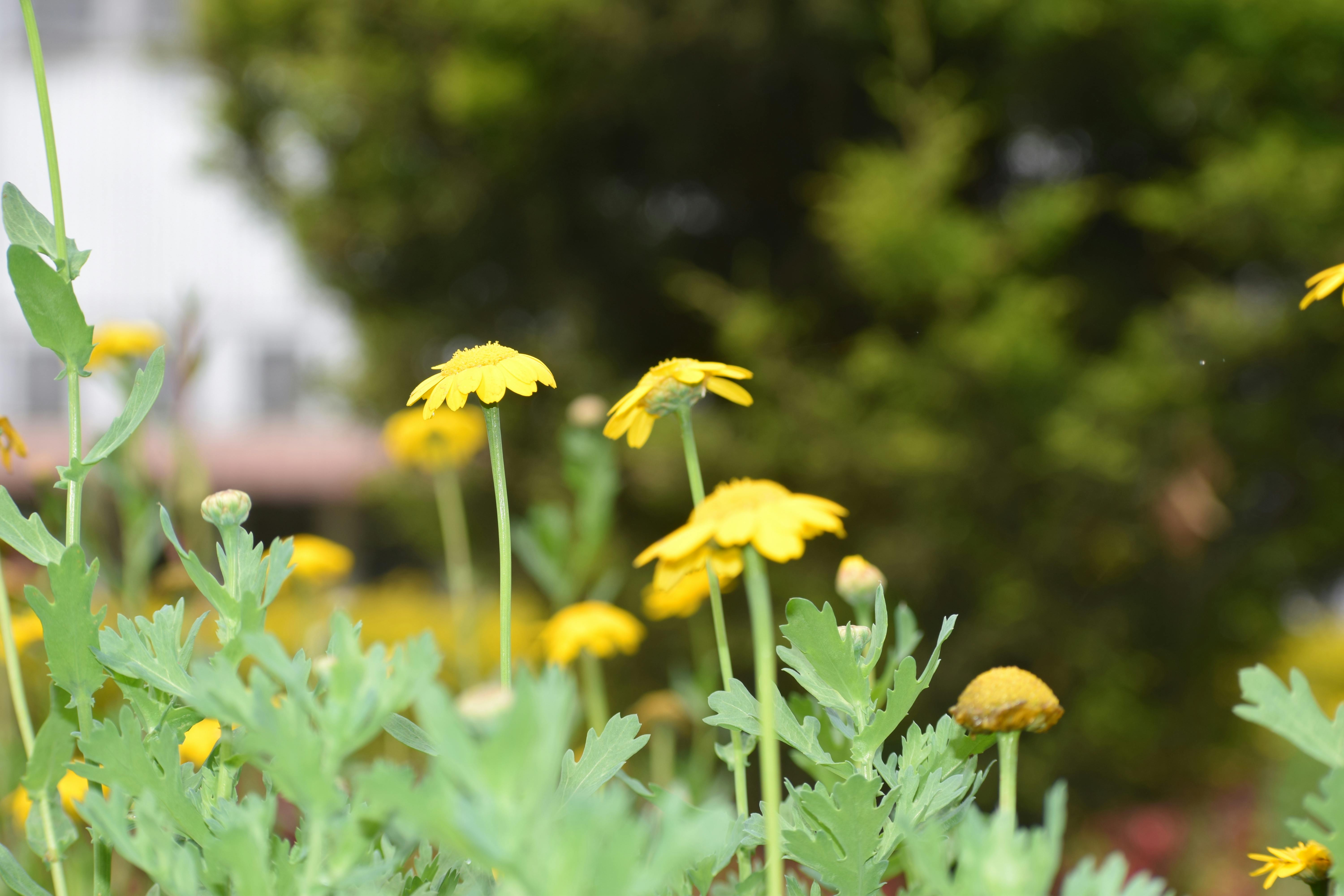 free stock photo of