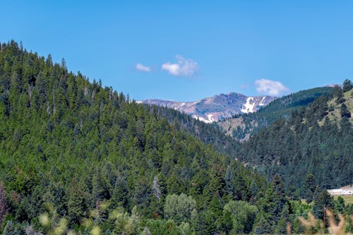 Mountain Landscape with Conifer Forest