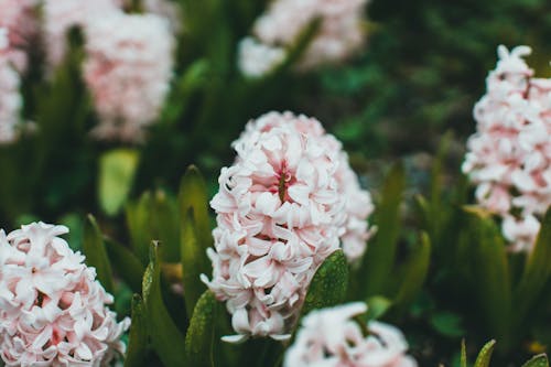 Kostnadsfri bild av blomma, flora, hyacint