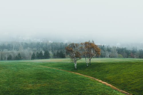 Photos gratuites de automne, bouleaux, brouillard