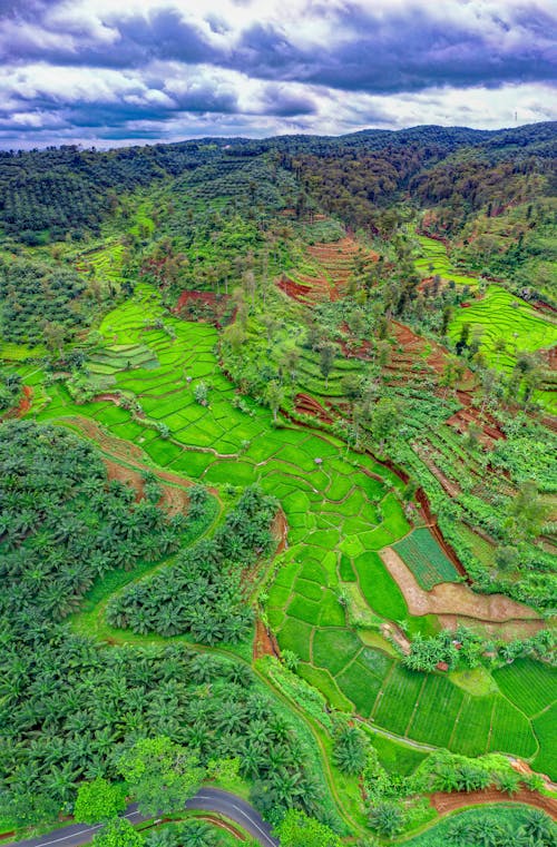 Foto d'estoc gratuïta de a l'aire lliure, a pagès, agricultura