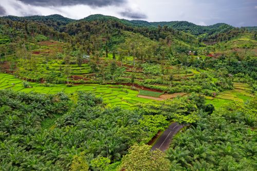 Free Aerial view of lush green landscapes and terraced fields in Cikidang, West Java, Indonesia. Stock Photo