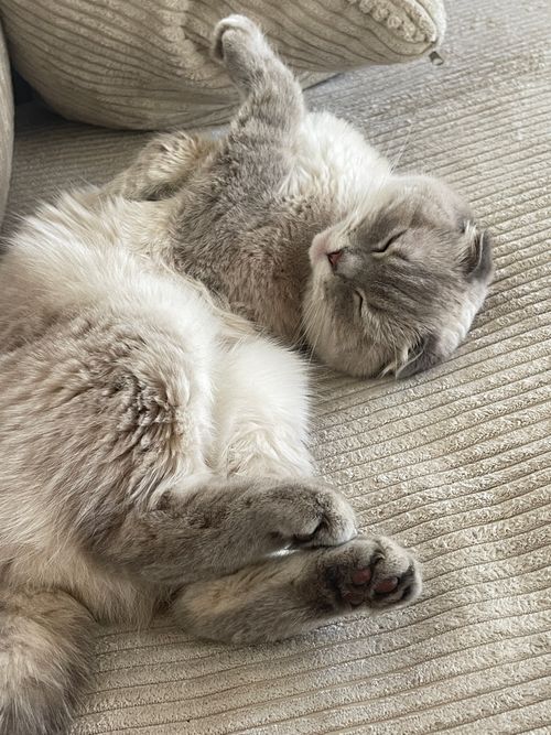 Free A serene close-up of a fluffy cat sleeping peacefully on a soft sofa. Stock Photo