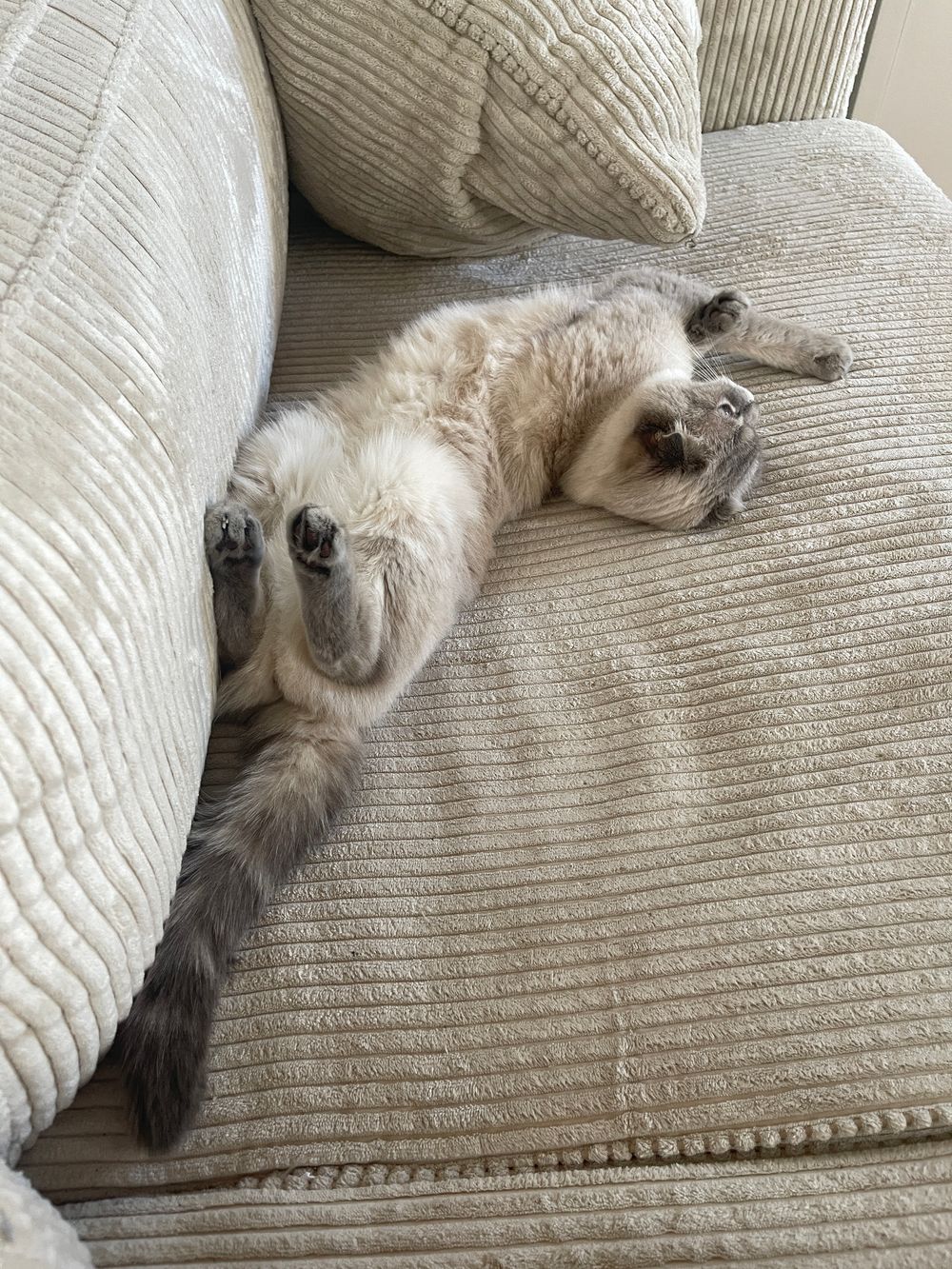 Cat Boarding & Care