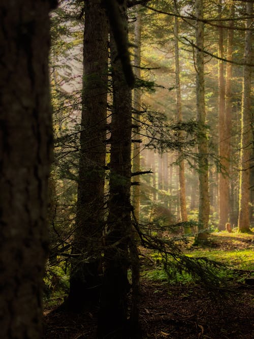 Foto d'estoc gratuïta de bellesa, bosc, branques