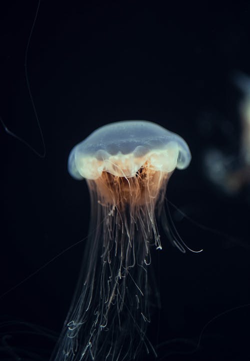 Close up of a Jellyfish