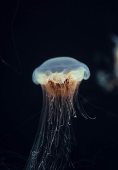 Close-up of a translucent jellyfish gracefully floating in the dark ocean waters.
