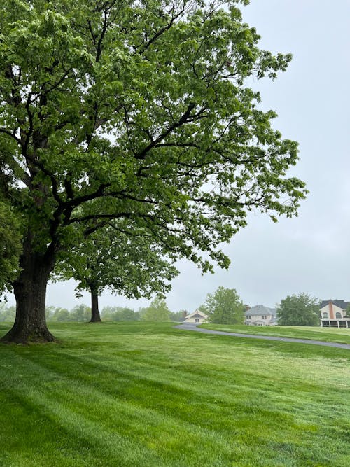 ağaç, çim, çim alan içeren Ücretsiz stok fotoğraf