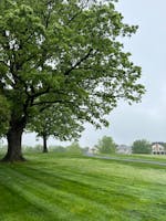 Open grassy yard with trees