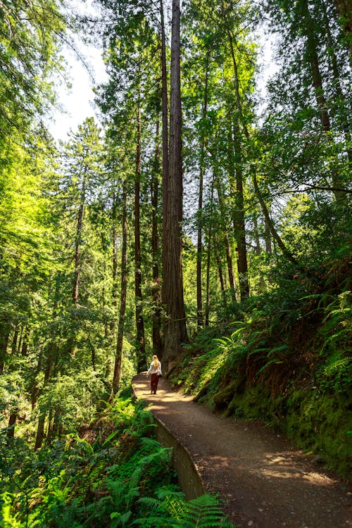 Foto stok gratis hiking, hutan, jalur