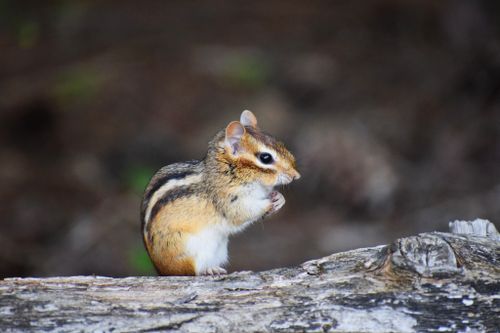 Free Adorable Eastern Chipmunk perched on a log in Bancroft, Ontario, captured in a natural outdoor setting. Stock Photo