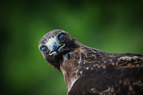 Kostnadsfri bild av djurfotografi, grön bakgrund, Hök