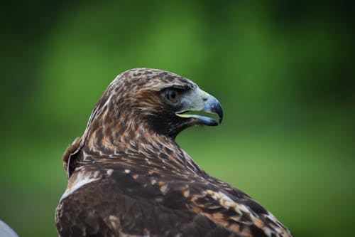 Red Tailed Hawk in Close Up