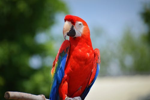 Beautiful Scarlet Macaw