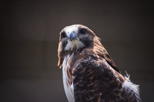 Red Tailed Hawk Observing