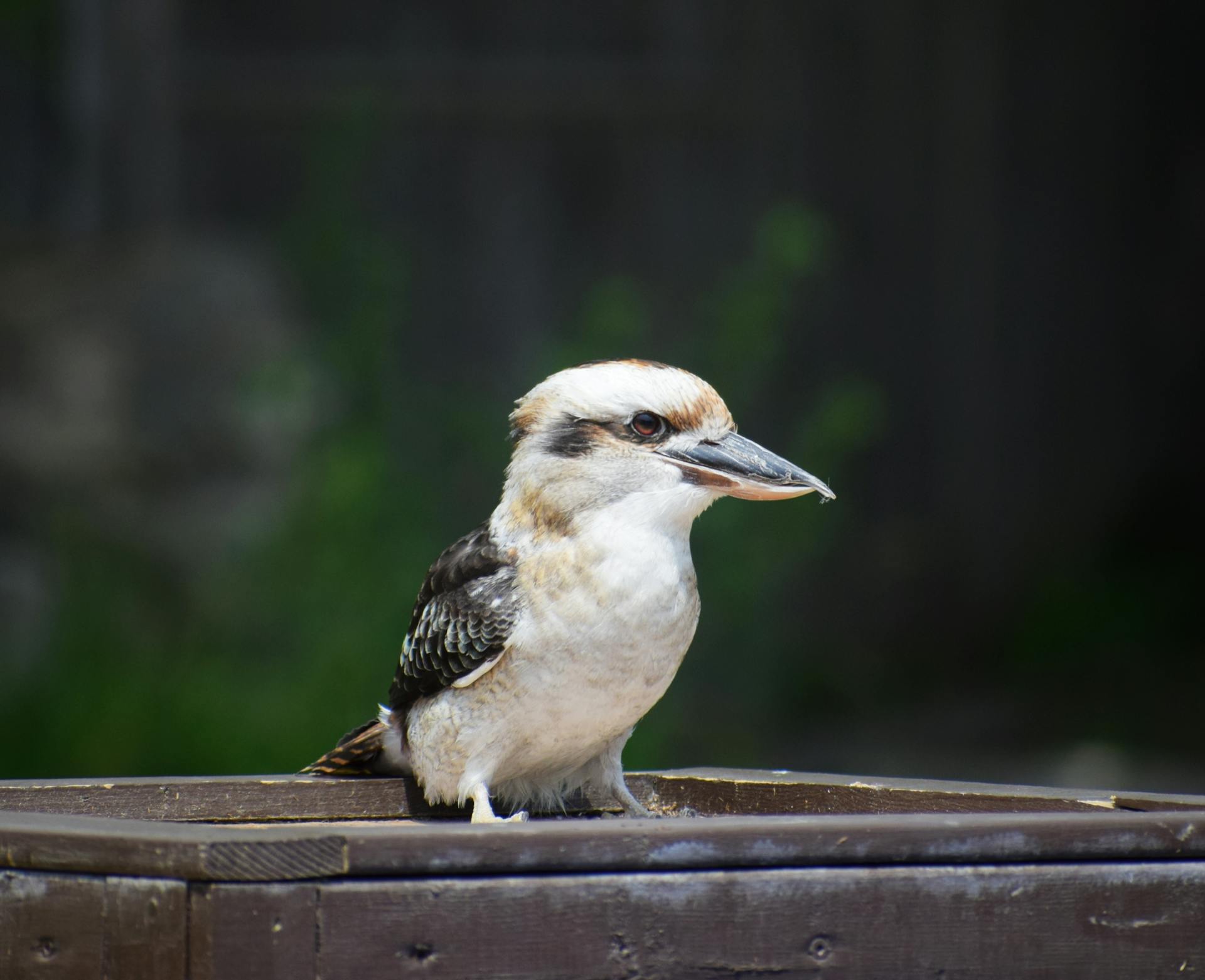 Australiensisk endemisk kookaburrafågel