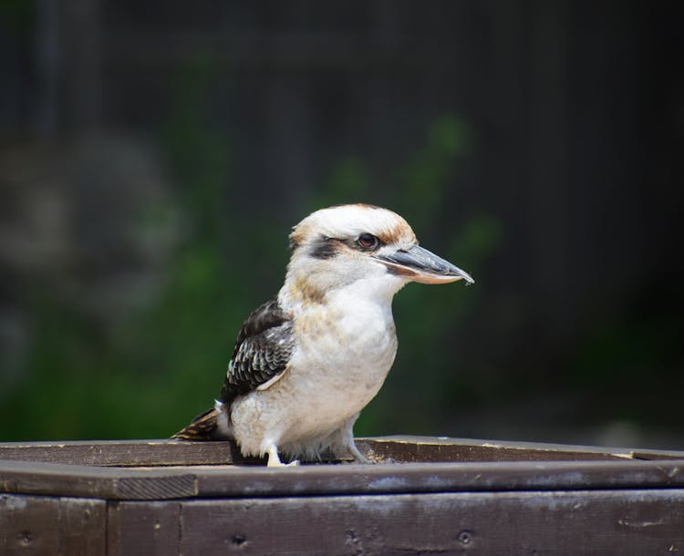 Australian Endemic Kookaburra Bird