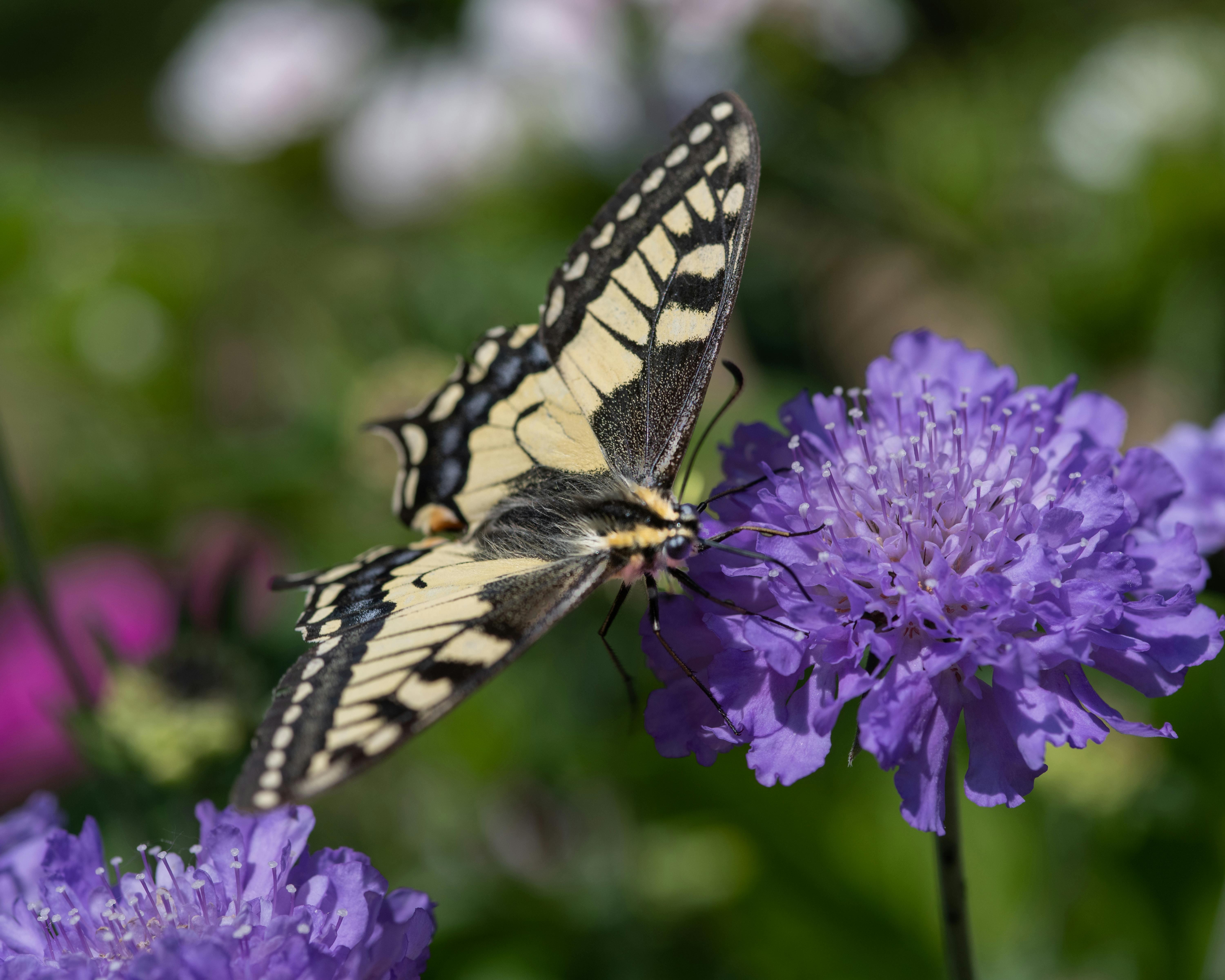 Butterfly Shadowbox Photos, Download The BEST Free Butterfly Shadowbox ...