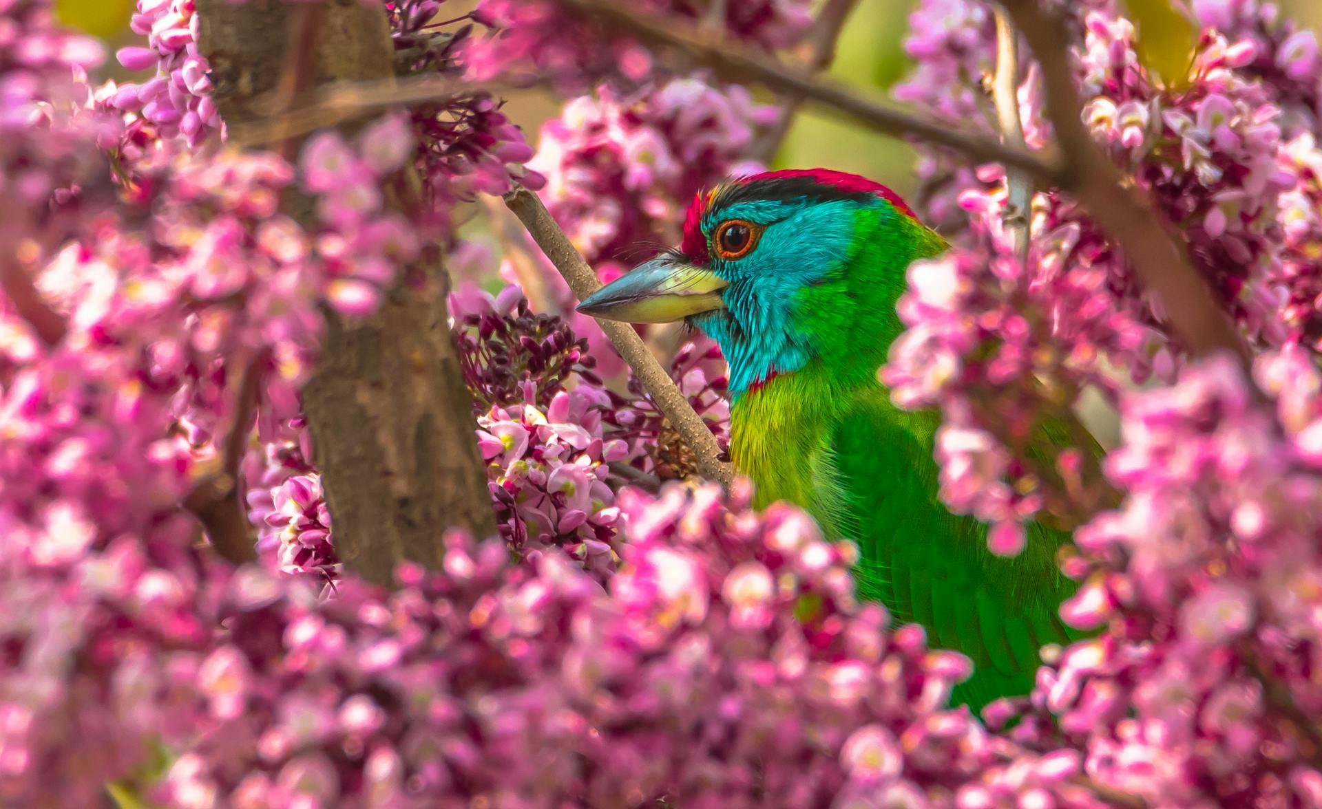 Blue-throated Barbet among Blossoms