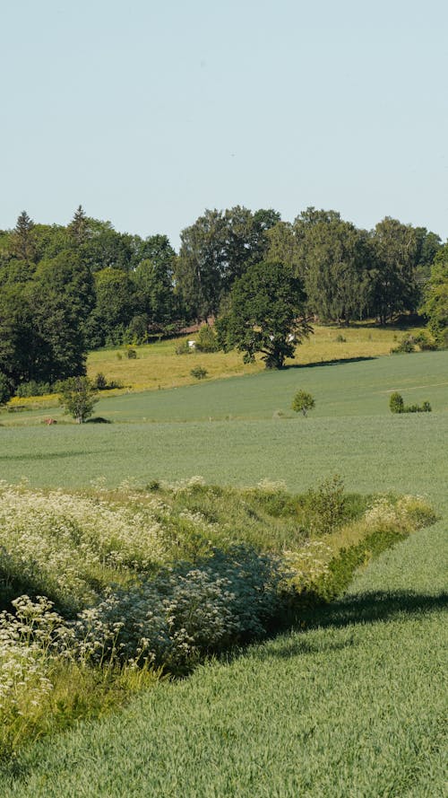 Foto stok gratis bidang, lansekap, padang rumput
