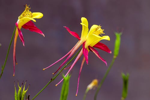 Ảnh lưu trữ miễn phí về cận cảnh, hoa, Long-Spur Columbine