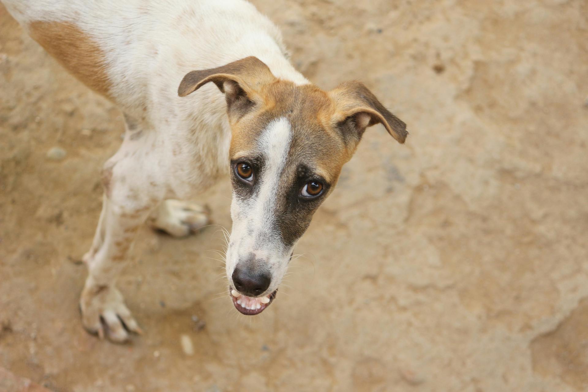 Un chien de chasse en gros plan