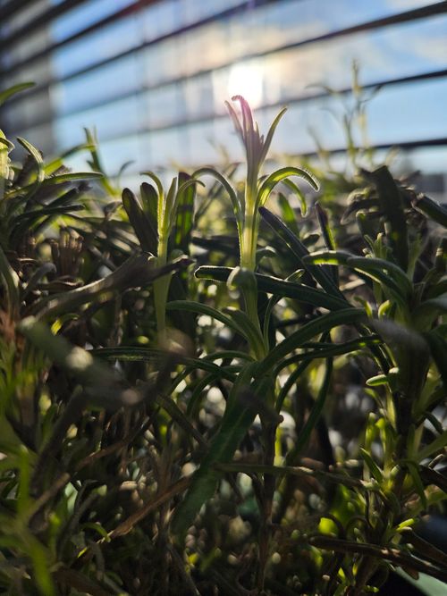 Free stock photo of beautiful, green, lavender Stock Photo