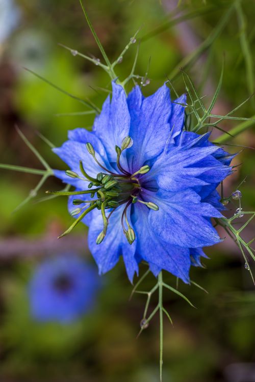 Free Detailed macro shot of a blue Love-in-a-Mist (Nigella damascena) flower in full bloom. Stock Photo