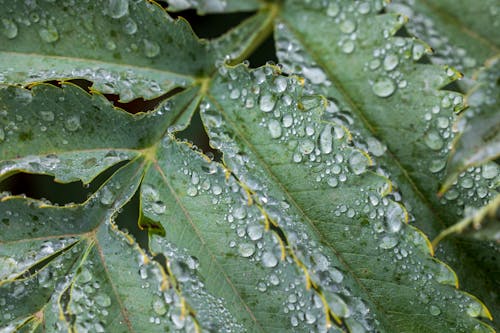bitki örtüsü, doğa, ıslak içeren Ücretsiz stok fotoğraf