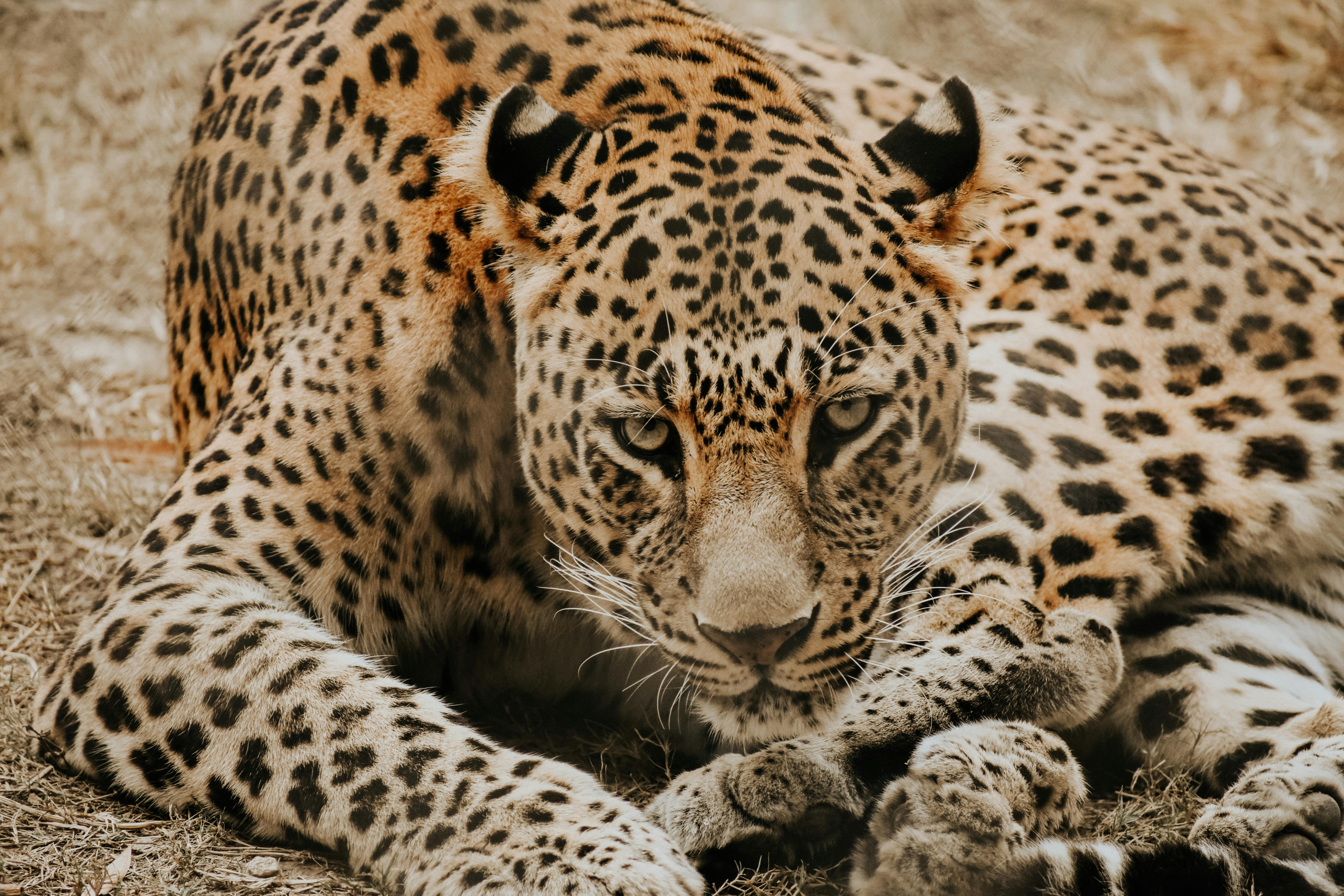 Close-up of a leopard resting, showcasing its striking spotted coat in Kurukshetra, India.