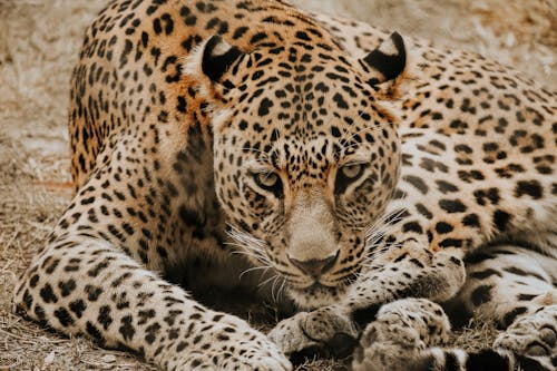 Ingyenes stockfotó egzotikus, keresés, leopárd témában