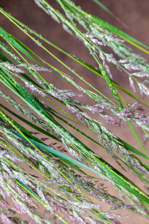 Flowers on Green Twigs