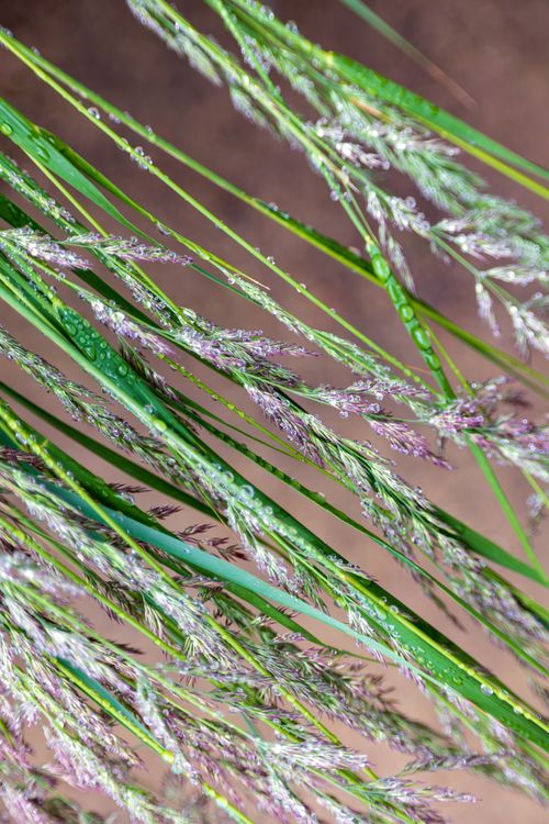 Free Detailed close-up of grass stems with dew and twigs, showcasing natural beauty. Stock Photo