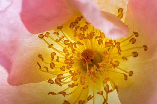 A vibrant close-up of a flower showcasing intricate pink petals and yellow stamens.
