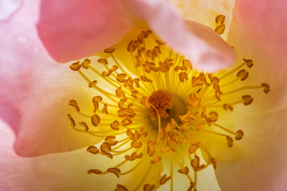 A vibrant close-up of a flower showcasing intricate pink petals and yellow stamens.