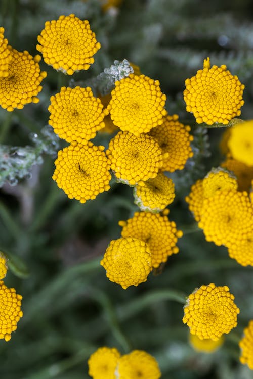 Close-up of Tansies Flowers