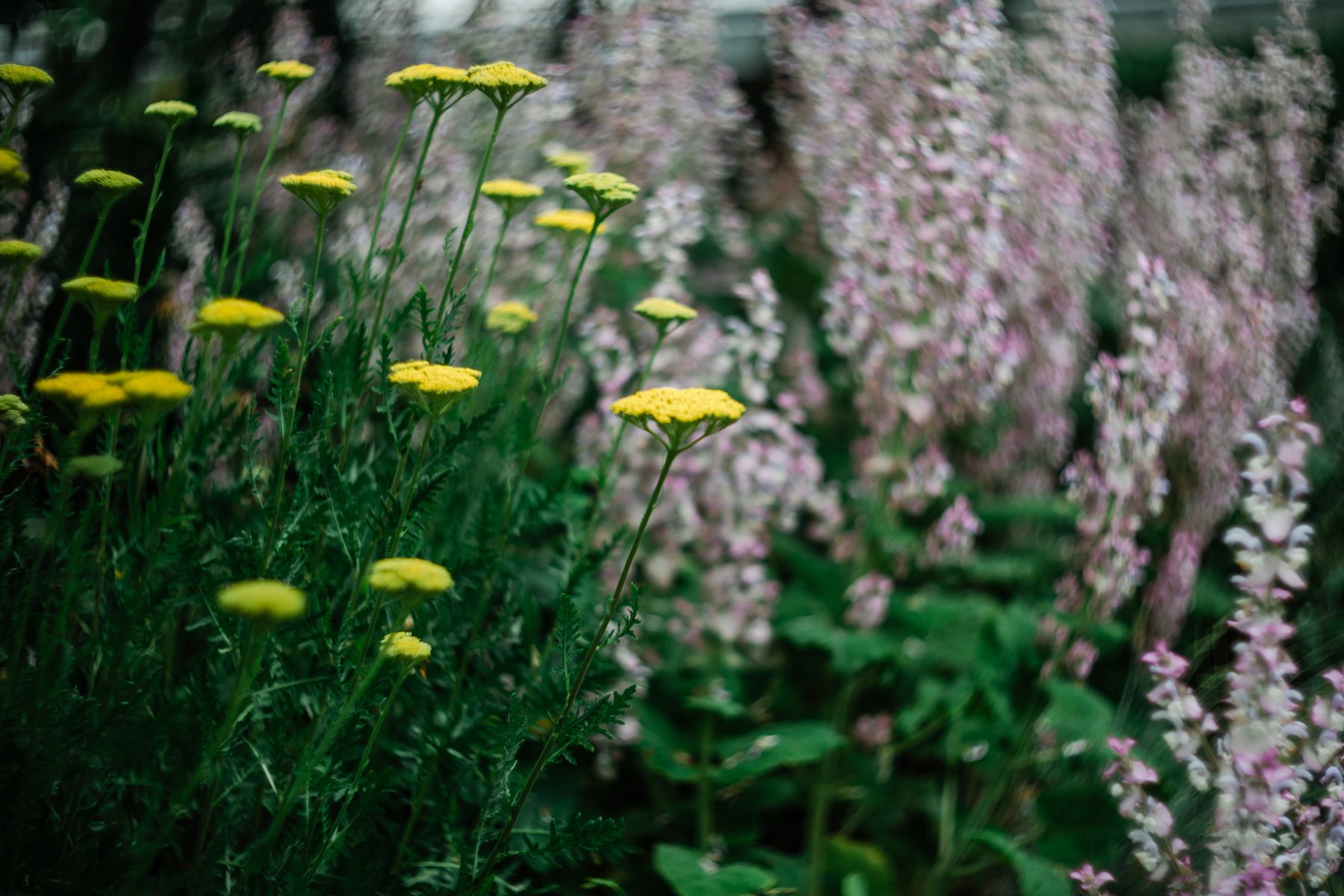 Yarrow flowers blooming in an outdoor meadow Yarrow flowers blooming in an outdoor meadow